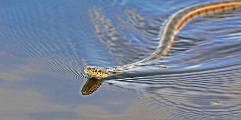 Mơ thấy rắn lướt trên mặt nước